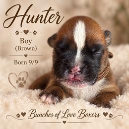 Brown - Hunter - Fawn male Boxer puppy in Wittmann, Arizona from Bunches of Love Boxers