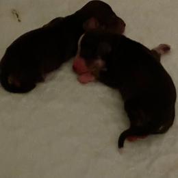 Cream Sable, Piebald - Sable female Dachshund puppy in Wolf Lake, Indiana from Canisteo Dachshunds