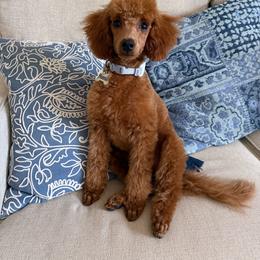 Poodle puppies from West Cobb Dogs