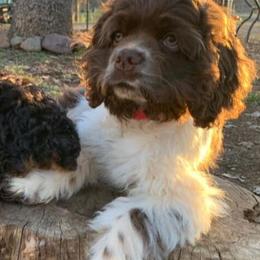 Cockapoos and Poodles from Amazing Family Dogs