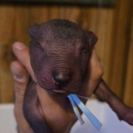 Boy 2 - Black male Xoloitzcuintli puppy in Ethridge, Tennessee from Royalty Reigns Xolos