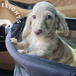 Dachshund Puppies from Doxi Delights AKC Miniature Dachshunds