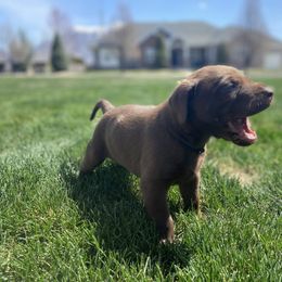 Labrador Retriever All Grown Up from Rocky Mountain Dogs - Utah