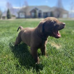 Labrador Retriever All Grown Up from Rocky Mountain Dogs - Utah