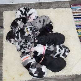 Great Dane Puppies from HCR Great Danes