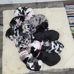 Great Dane Puppies from HCR Great Danes