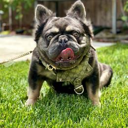 Maverick - French Bulldog