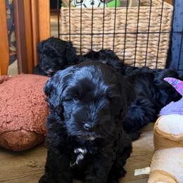 Tango Wool Opalescent - Black and chalk female Australian Labradoodle puppy in E Otis, Massachusetts from Tango Wool Labradoodles