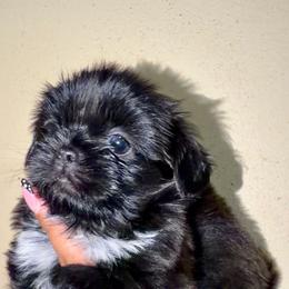 London - Black gold and white male Shih Tzu puppy in Monrovia, California from Sunrise Shihtzu Blossom
