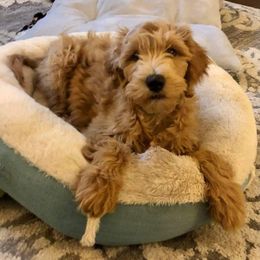 Goldendoodle, Labradoodle, Poodle, and Saint Berdoodle Puppies from Dent’s Doodles