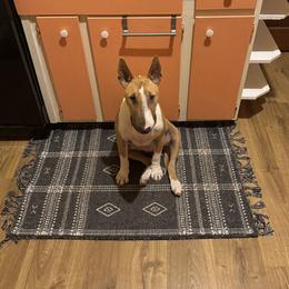 Bull Terrier Puppies from Lynn Hill Bull Terriers