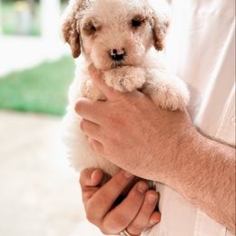 Bernedoodle and Goldendoodle Puppies from Supreme Doodles of Texas
