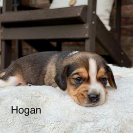 Hogan - Black tan and white male Beagle puppy in Mansfield, Missouri from Rippee Creek Kennel