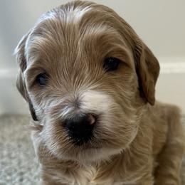 Goldendoodle Puppies from Sunrise Doodles