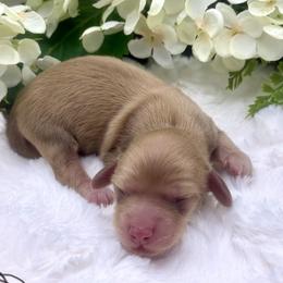 Apollo - Cream male Dachshund puppy in Exeter, California from Sawtooth Miniature Dachshunds