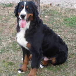 Joy - Bernese Mountain Dog
