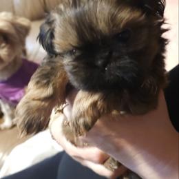 Mario - Black and tan male Shih Tzu puppy in Peoria, Arizona from Shihtzucircusaz