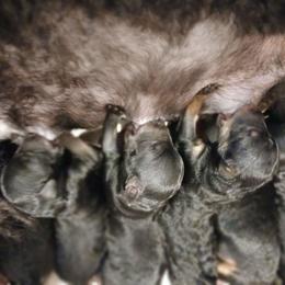 Kaleidoscope's Hidden Reef - Black male Whoodle puppy in Andalusia, Alabama from Kaleidoscope Kennels
