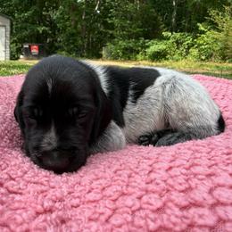 Moose - Black roan male German Shorthaired Pointer puppy in Axton, Virginia from Red Clay Kennels