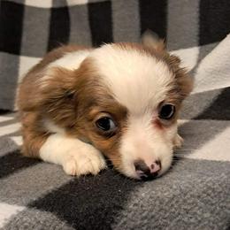 Cooper - Merle male Chihuahua puppy in Branford, Florida from Mbjs Doxies and chihuahuas
