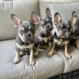 French Bulldog Puppies from Prestige French Bulldogs