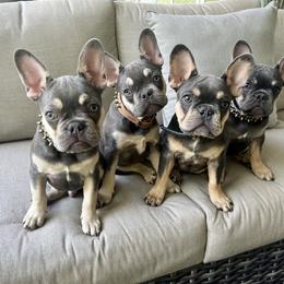 French Bulldog Puppies from Prestige French Bulldogs