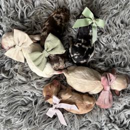 Cockapoo puppies from Designer Puppy Boutique