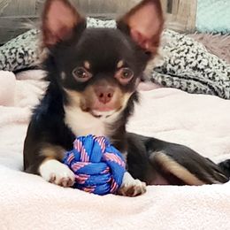 Chihuahua Puppies from Fine Whines & Lickers
