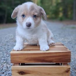 Scooby-Doo - Sable merle and white male American Corgi puppy in Cameron, North Carolina from Butts Family Corgis