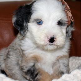 Willow-BLUE EYE - Blue merle female Bernedoodle puppy in Apple Creek, Ohio from Cuddle Paws