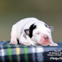 Charlie Boy 4 - Blue speckled male Australian Cattle Dog puppy in Point, Texas from Lakylu Kennels
