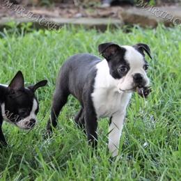 Beagle and Boston Terrier Puppies from Marti Acres ~ Boston Terrier & Beagles