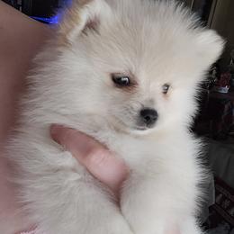 AKC purple collar girl - Cream female Pomeranian puppy in Lake City, Florida from Tiny treasures
