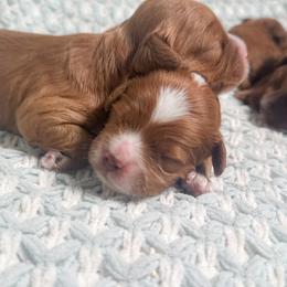 Heath - Red and white male Cockapoo puppy in Pledger, Texas from Sugarbear Cockapoos