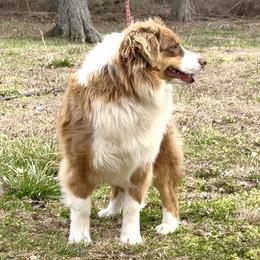 Hazel - Australian Shepherd