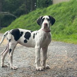Farrah - Harlequin female Great Dane puppy in Liberty, New York from Catskills Greatest Danes