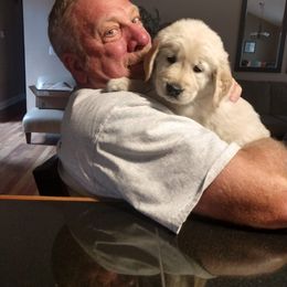 Golden Retriever and Goldendoodle Puppies from Guppy Puppies