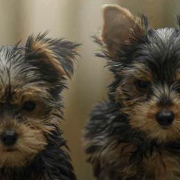 Biewer Terriers, German Shepherds, and Yorkshire Terriers from Mark Carfagno's Pups
