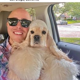 Sterling - Cocker Spaniel