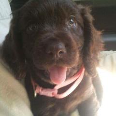 Boykin Spaniel Puppies from Bear Creek Boykin Spaniels