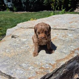 Marshmallow - Parti female Goldendoodle puppy in Layton, Utah from Lauralyn's Goldendoodles