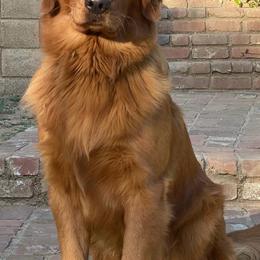 Golden Retrievers from San Luis Rey River Goldens