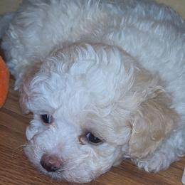 Daisy - Parti female Maltipoo puppy in Cottageville, South Carolina from Mandy's Yorkie's , Yorkiepoo's & Maltipoo's