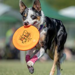 Levy - Border Collie