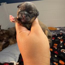 Ckc Simon - Red and tan male Shih Tzu puppy in Roseville, Michigan from Diamond Paws LLC
