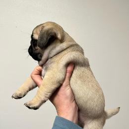 Crew - Fawn male Pug puppy in Glendale, Oregon from Azalea Pugs