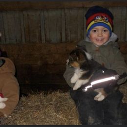 Australian Shepherd and Pembroke Welsh Corgi Puppies from Morehead Family Dogs