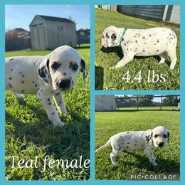 Girl 1 - female Dalmatian puppy in Houston, Texas from Dogs R Us