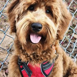 Milo - Goldendoodle