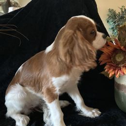Cavalier King Charles Spaniel Puppies from Mapleview Cavalier King Charles Spaniels